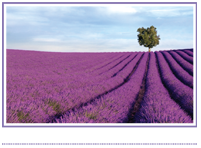 Lavender Image